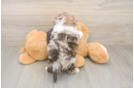Shih Poo Pup Being Cute
