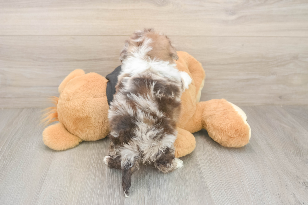 Shih Poo Pup Being Cute