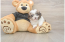 Petite Shih Poo Poodle Mix Pup