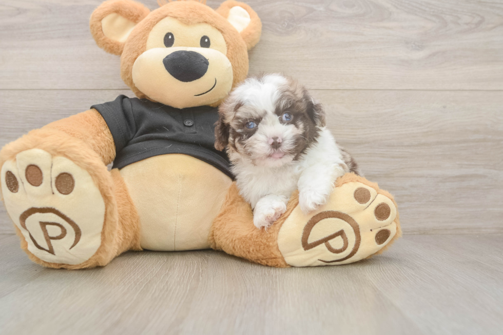 Petite Shih Poo Poodle Mix Pup