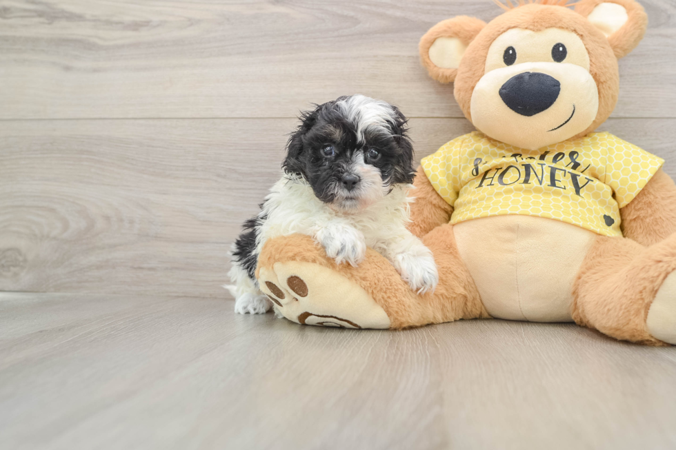 Friendly Shih Poo Baby