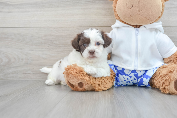 Popular Shih Poo Poodle Mix Pup