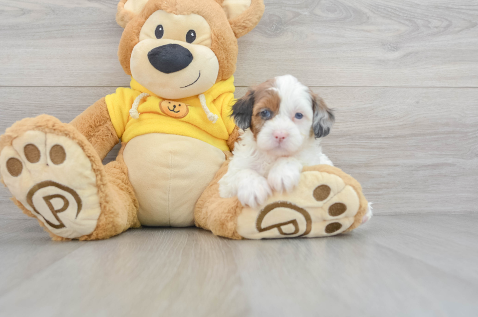 7 week old Shih Poo Puppy For Sale - Lone Star Pups