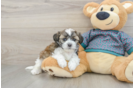 Best Shih Poo Baby