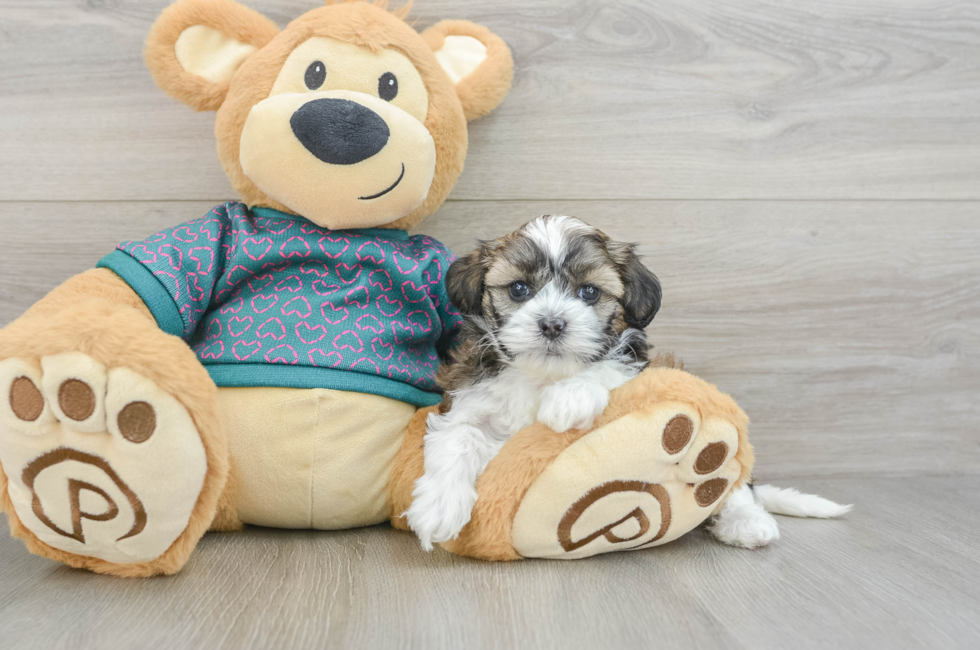 5 week old Shih Poo Puppy For Sale - Lone Star Pups