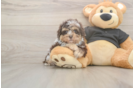 Little Shih Poo Poodle Mix Puppy