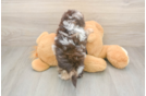 Popular Shih Poo Poodle Mix Pup