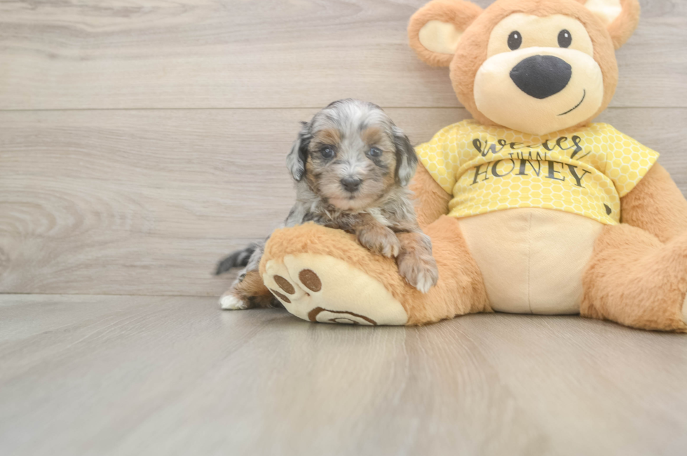 5 week old Shih Poo Puppy For Sale - Lone Star Pups