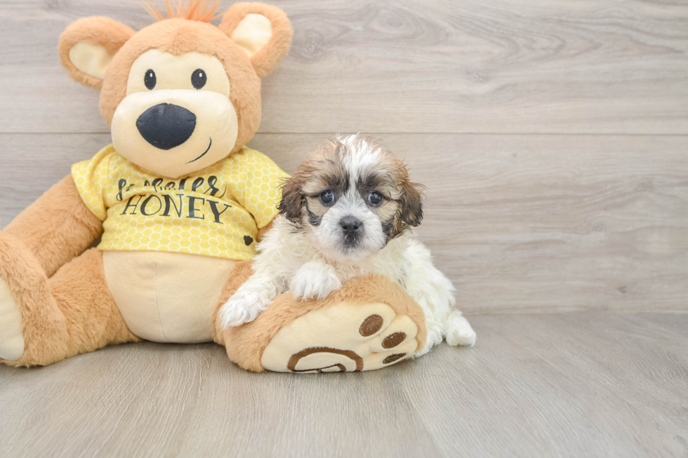 Shih Poo Puppy for Adoption