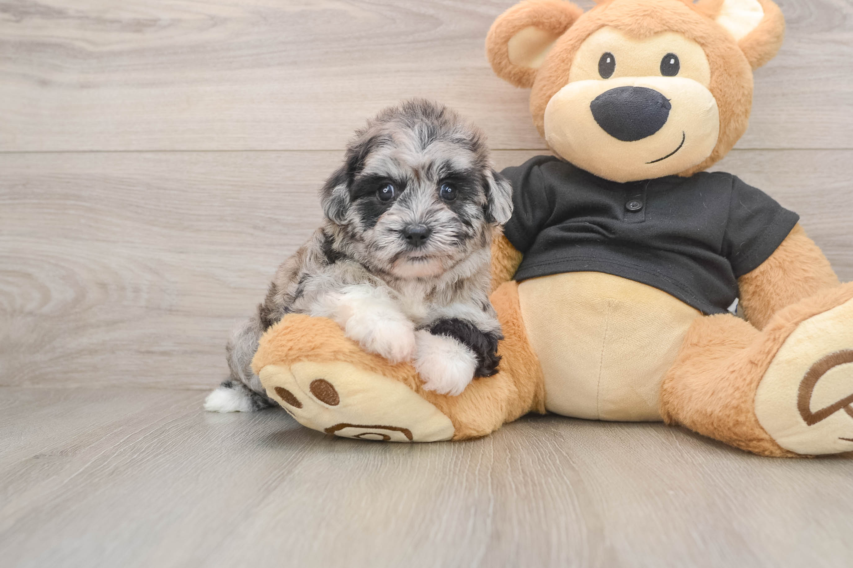 Smart Shih Poo Poodle Mix Pup