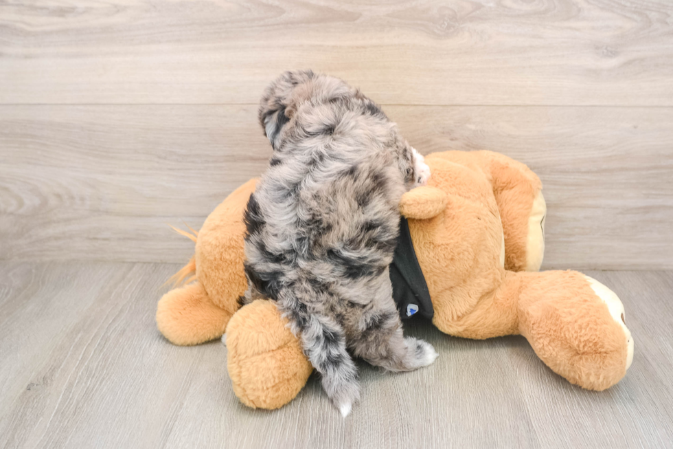Shih Poo Pup Being Cute