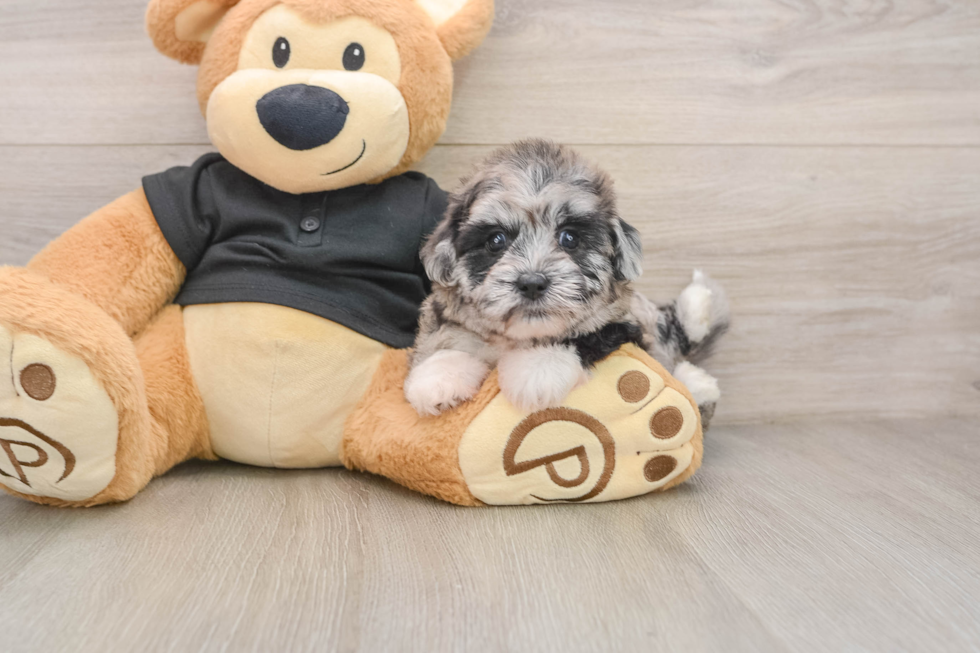 Funny Shih Poo Poodle Mix Pup