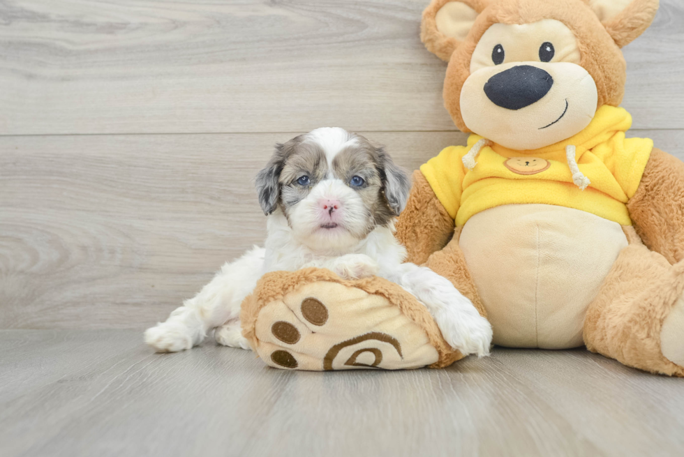 Petite Shih Poo Poodle Mix Pup