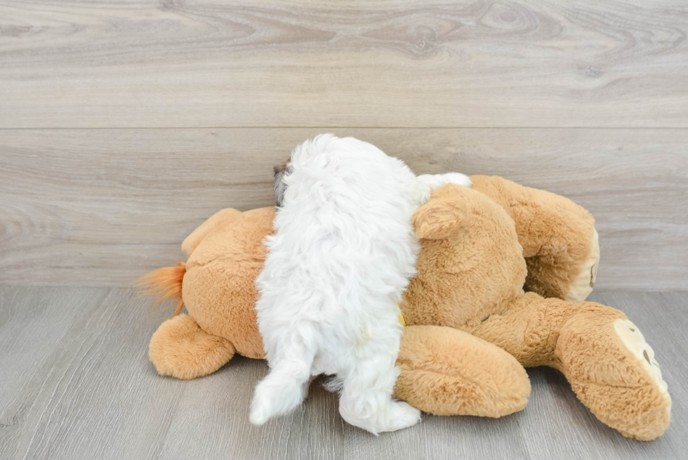 Shih Poo Pup Being Cute