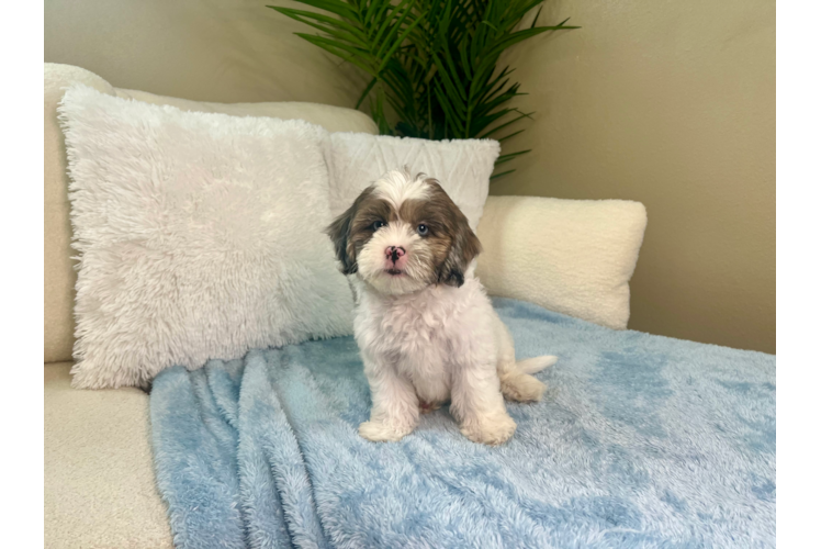 Cute Shih Poo Poodle Mix Pup