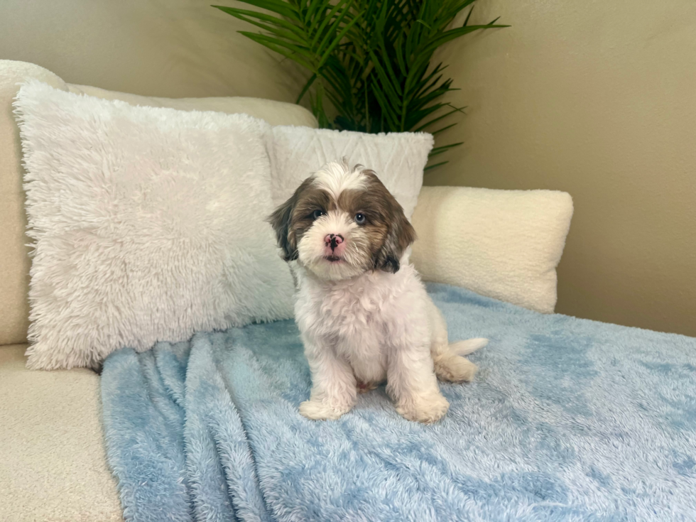 Cute Shih Poo Poodle Mix Pup