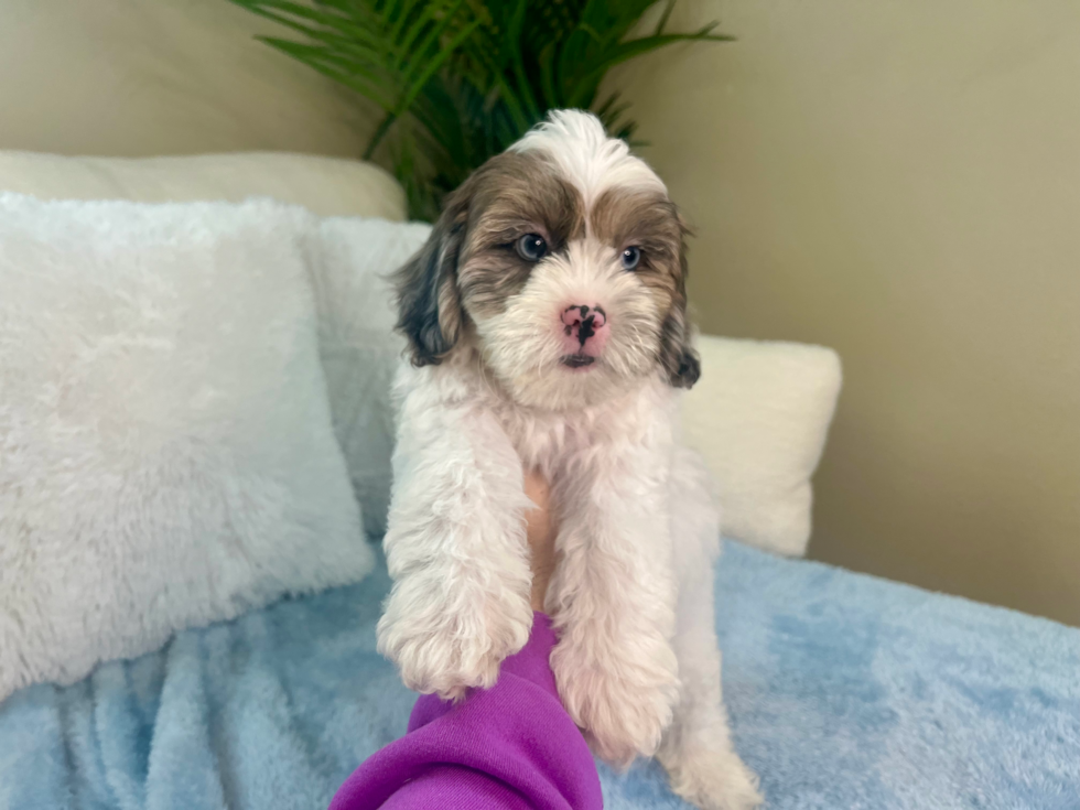 Cute Shih Poo Baby