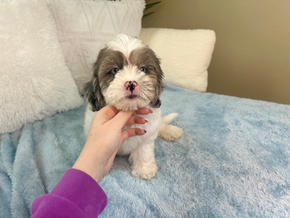 Cute Shih Poo Poodle Mix Pup