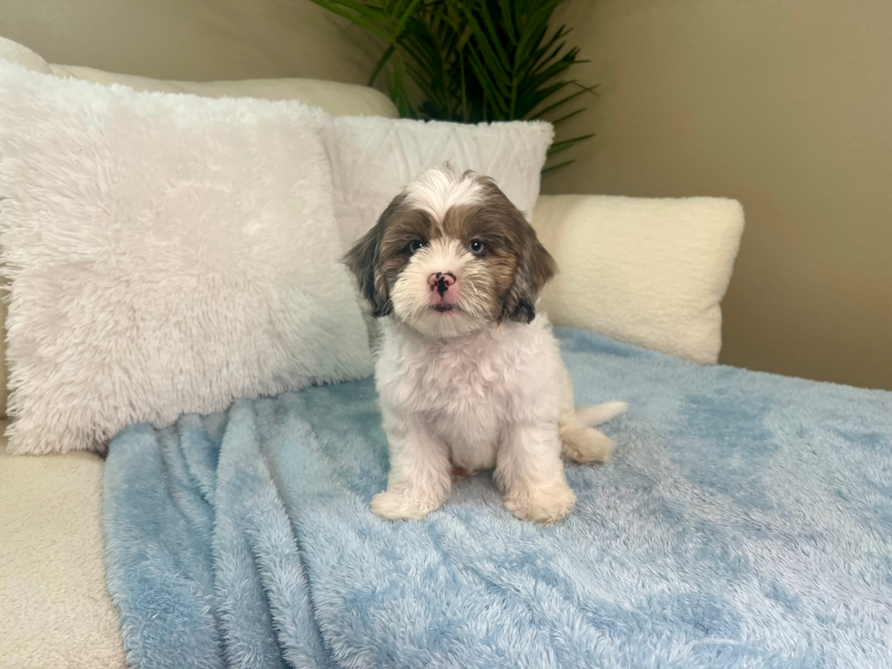 Cute Shihpoo Poodle Mix Puppy