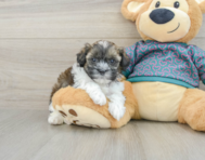 7 week old Shih Poo Puppy For Sale - Lone Star Pups