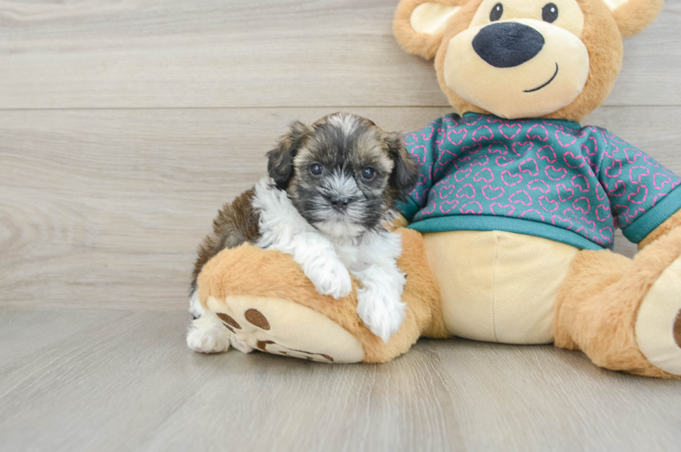 5 week old Shih Poo Puppy For Sale - Lone Star Pups