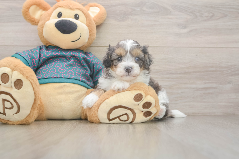 5 week old Shih Poo Puppy For Sale - Lone Star Pups