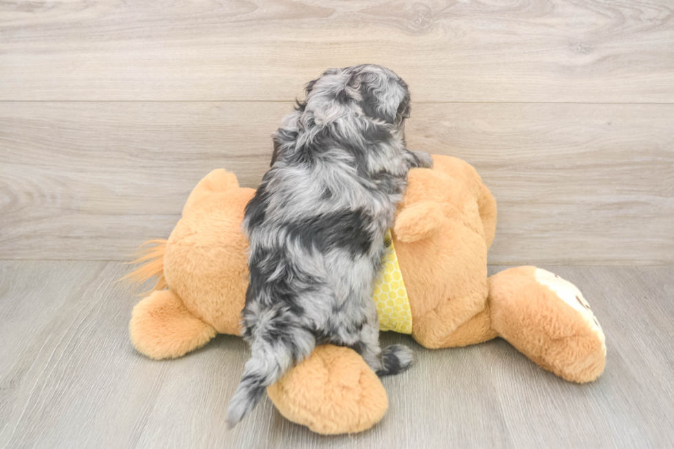 Best Shih Poo Baby