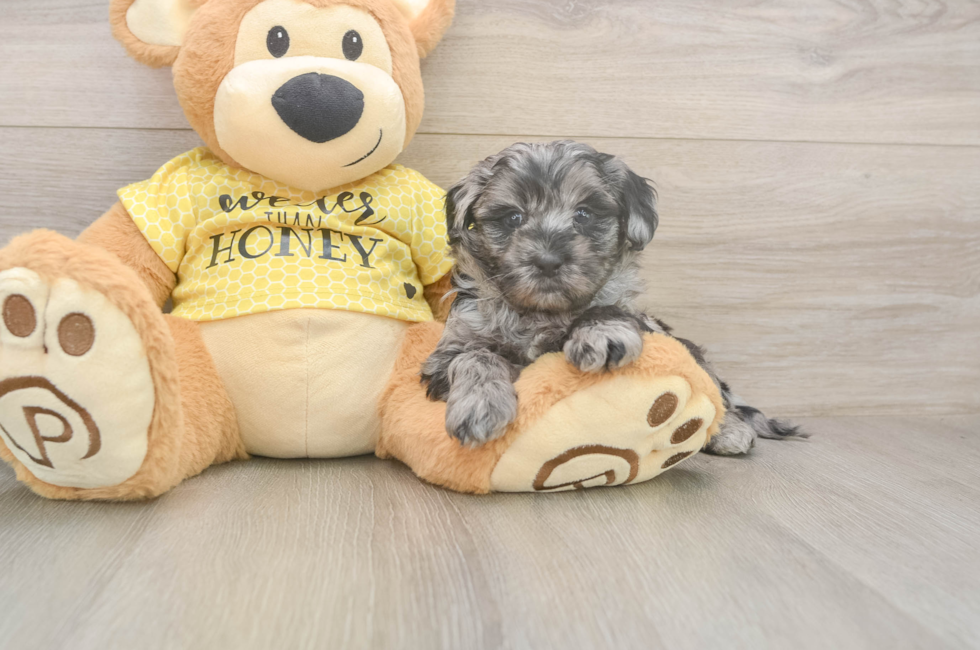 5 week old Shih Poo Puppy For Sale - Lone Star Pups
