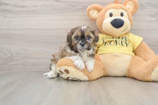 Happy Shih Poo Baby