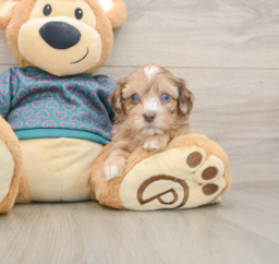 7 week old Shih Poo Puppy For Sale - Lone Star Pups