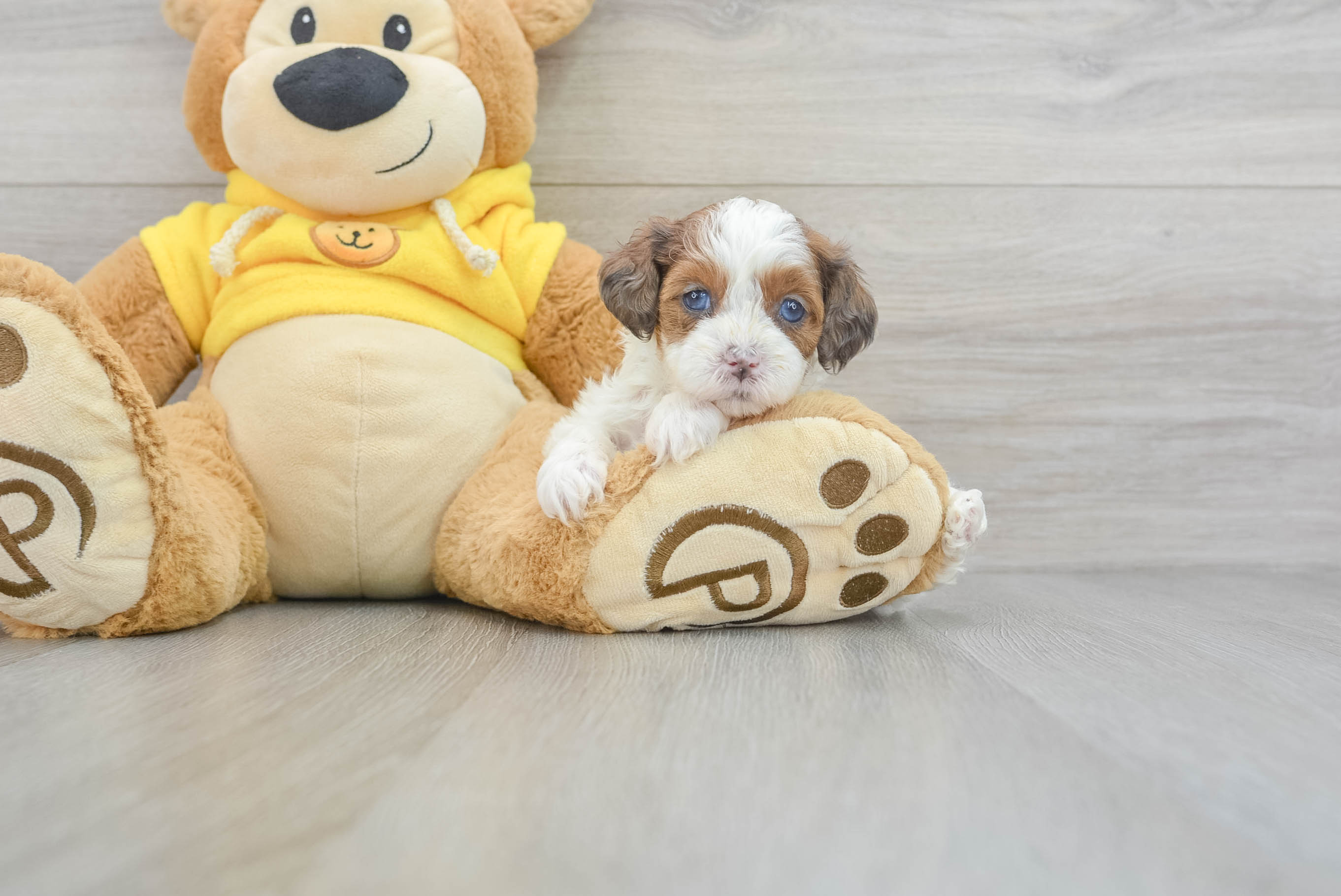 Little Shih Poo Poodle Mix Puppy
