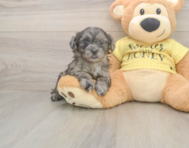 8 week old Shih Poo Puppy For Sale - Lone Star Pups