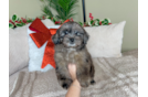 Best Shih Poo Baby