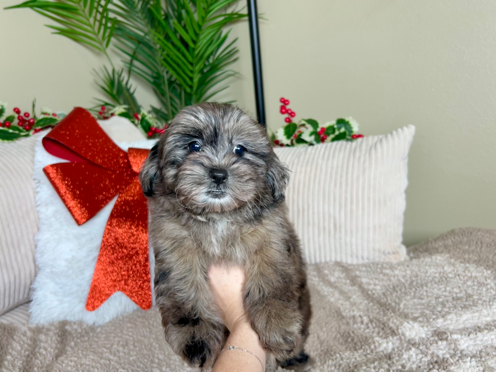 Cute Shihpoo Poodle Mix Puppy