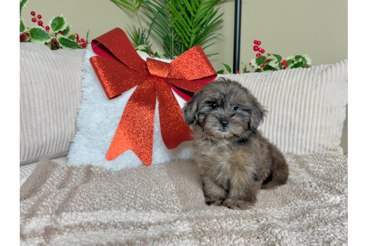 Cute Shih Poo Poodle Mix Puppy