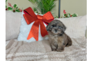 Cute Shih Poo Poodle Mix Puppy