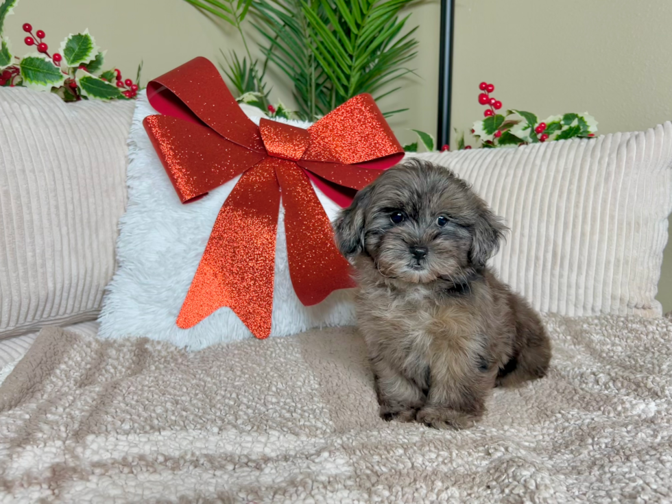 Cute Shih Poo Poodle Mix Puppy