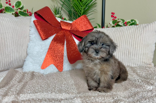 Cute Shih Poo Poodle Mix Puppy