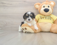 8 week old Shih Poo Puppy For Sale - Lone Star Pups