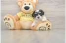 Shih Poo Puppy for Adoption