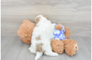 Shih Poo Puppy for Adoption