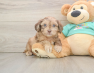 7 week old Shih Poo Puppy For Sale - Lone Star Pups