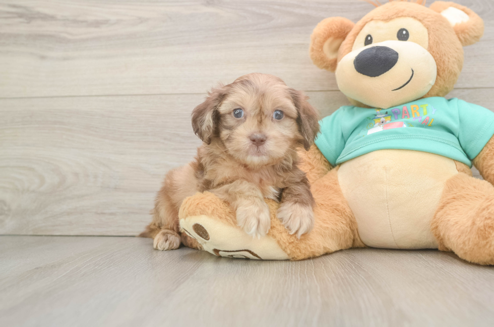 6 week old Shih Poo Puppy For Sale - Lone Star Pups