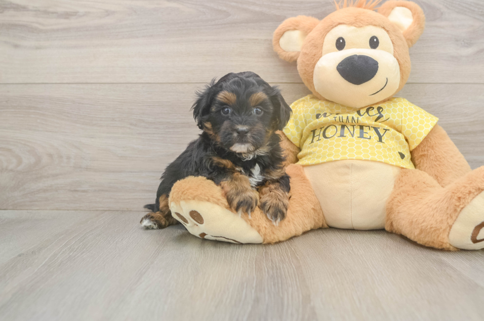 5 week old Shih Poo Puppy For Sale - Lone Star Pups