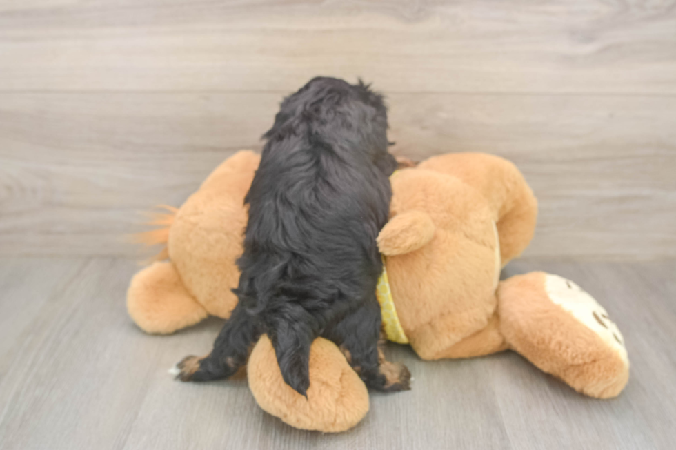 Shih Poo Puppy for Adoption