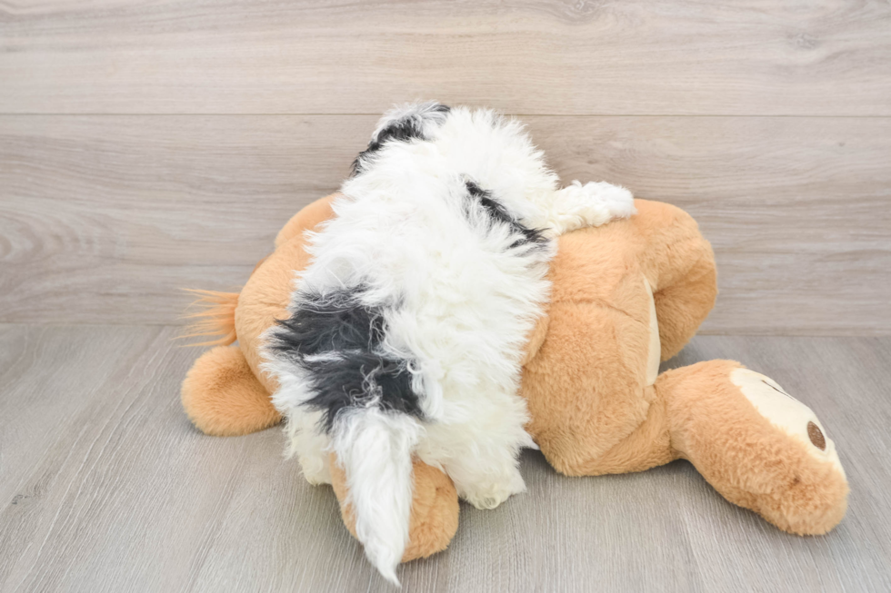 Smart Shih Poo Poodle Mix Pup