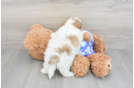 Best Shih Poo Baby