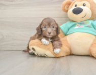 7 week old Shih Poo Puppy For Sale - Lone Star Pups