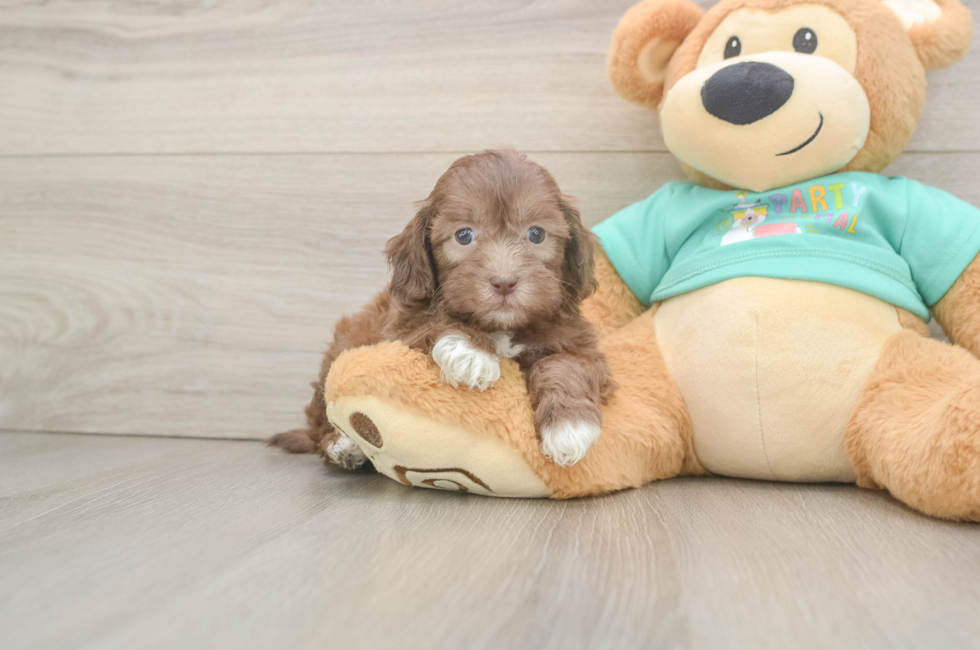 6 week old Shih Poo Puppy For Sale - Lone Star Pups