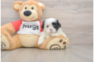 Shih Poo Puppy for Adoption